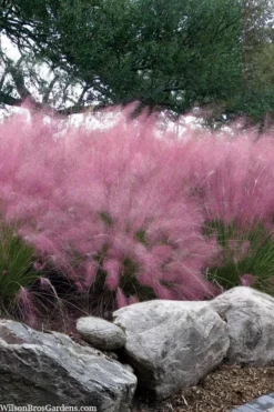 Pink Muhly Grass (Cotton Candy Grass) - 5 Pack Of Quart Pots