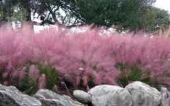 Pink Muhly Grass (Cotton Candy Grass) - 32 Pack Of 1 Gallon Pots 13 Pink Muhly Grass (Cotton Candy Grass) - 32 Pack Of 1 Gallon Pots -Herbers Zone muhlenbergia capillaris pink muhly cotton candy grass 204