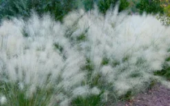 White Cloud Muhly Grass - 6 Pack Of 1 Gallon Pots -Herbers Zone muhlenbergia capillaris white cloud muhly grass 102