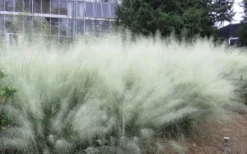 White Cloud Muhly Grass - 6 Pack Of 1 Gallon Pots -Herbers Zone muhlenbergia capillaris white cloud muhly grass 103