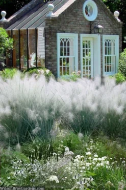White Cloud Muhly Grass - 6 Pack Of 1 Gallon Pots -Herbers Zone muhlenbergia capillaris white cloud muhly grass 108