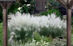 White Cloud Muhly Grass - 6 Pack Of 1 Gallon Pots -Herbers Zone muhlenbergia capillaris white cloud muhly grass 109