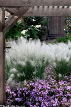 White Cloud Muhly Grass - 6 Pack Of 1 Gallon Pots