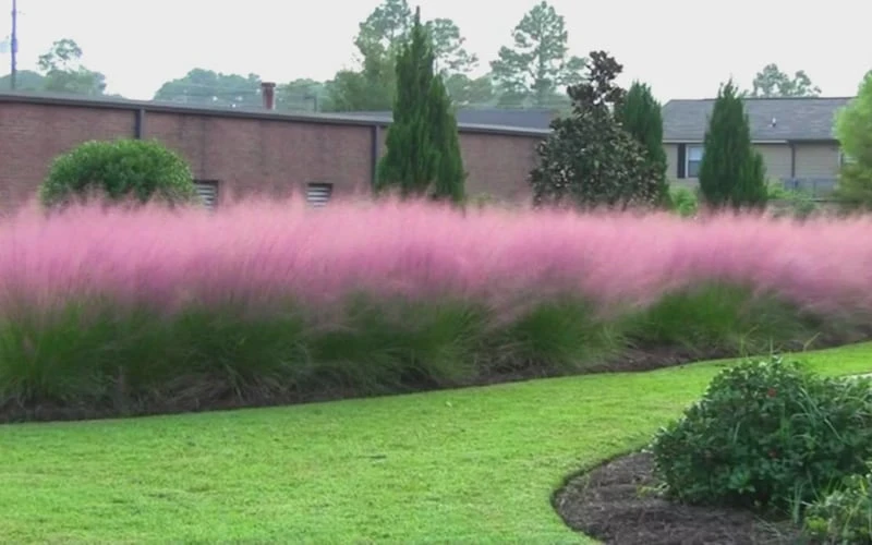 Pink Muhly Grass (Cotton Candy Grass) - 32 Pack Of 1 Gallon Pots 9 Pink Muhly Grass (Cotton Candy Grass) - 32 Pack Of 1 Gallon Pots - Image 9