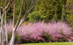 Pink Muhly Grass (Cotton Candy Grass) - 5 Pack Of Quart Pots -Herbers Zone muhly grass pink 76 1