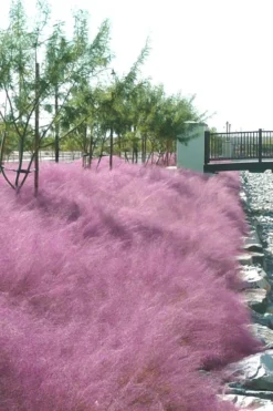 Pink Muhly Grass (Cotton Candy Grass) - 5 Pack Of Quart Pots -Herbers Zone muhly grass pink 77 1