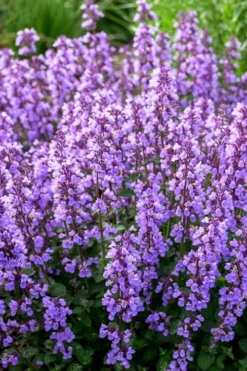 Cats Pajamas Catmint - 1 Gallon Pot -Herbers Zone nepeta cats pajamas catmint 3