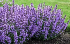 Cats Pajamas Catmint - 1 Gallon Pot -Herbers Zone nepeta cats pajamas catmint 4