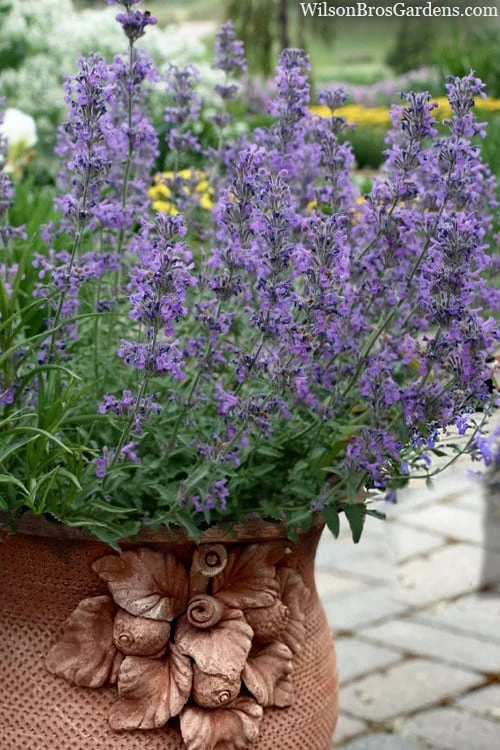 Little Trudy Catmint - 5 Pack Of Quart Pots 1 Little Trudy Catmint - 5 Pack Of Quart Pots
