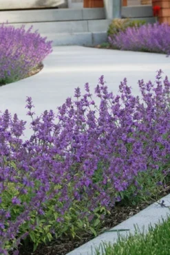 Little Trudy Catmint - 5 Pack Of Quart Pots 11 Little Trudy Catmint - 5 Pack Of Quart Pots -Herbers Zone nepeta little trudy catmint 3