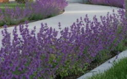 Little Trudy Catmint - 5 Pack Of Quart Pots 10 Little Trudy Catmint - 5 Pack Of Quart Pots -Herbers Zone nepeta little trudy catmint 5