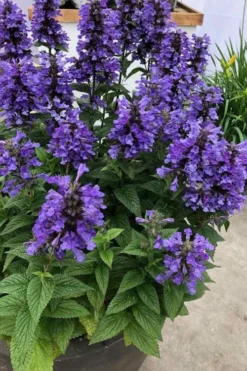 Neptune Catmint (Nepeta) - 1 Gallon Pot -Herbers Zone nepeta neptune catmint 7