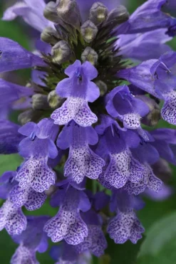 Blue Prelude Catmint (Nepeta) - 1 Gallon Pot -Herbers Zone nepeta prelude blue catmint 1