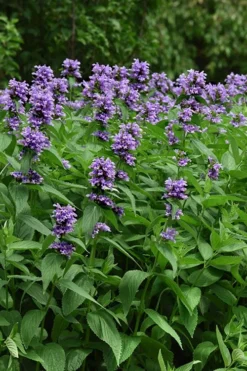 Blue Prelude Catmint (Nepeta) - 1 Gallon Pot -Herbers Zone nepeta prelude blue catmint 3