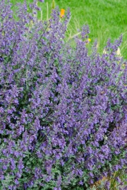 Six Hills Giant Catmint (Nepeta) - 5 Pack Of Quart Pots -Herbers Zone nepeta six hills giant catmint 1