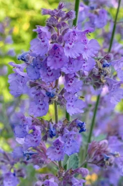 Six Hills Giant Catmint (Nepeta) - 5 Pack Of Quart Pots -Herbers Zone nepeta six hills giant catmint 10