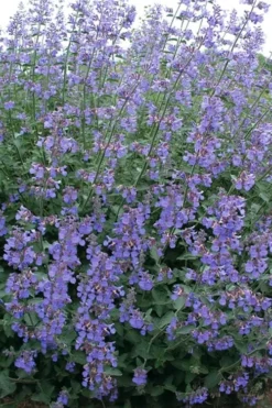Six Hills Giant Catmint (Nepeta) - 5 Pack Of Quart Pots -Herbers Zone nepeta six hills giant catmint 7