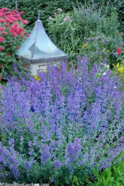 Six Hills Giant Catmint (Nepeta) - 5 Pack Of Quart Pots -Herbers Zone nepeta six hills giant catmint 9