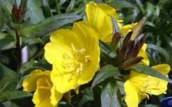 Fireworks Sundrops (Oenothera Fruticosa) - 1 Gallon Pot -Herbers Zone oenothera fruticosa fireworks sundrops 12