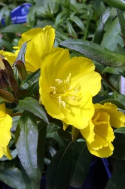 Fireworks Sundrops (Oenothera Fruticosa) - 1 Gallon Pot -Herbers Zone oenothera fruticosa fireworks sundrops 13