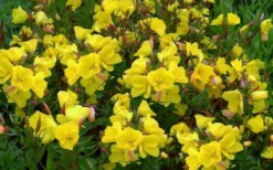 Fireworks Sundrops (Oenothera Fruticosa) - 1 Gallon Pot -Herbers Zone oenothera fruticosa fireworks sundrops 16