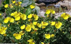 Fireworks Sundrops (Oenothera Fruticosa) - 1 Gallon Pot -Herbers Zone oenothera fruticosa fireworks sundrops 17