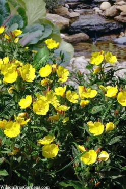 Fireworks Sundrops (Oenothera Fruticosa) - 1 Gallon Pot -Herbers Zone oenothera fruticosa fireworks sundrops 18