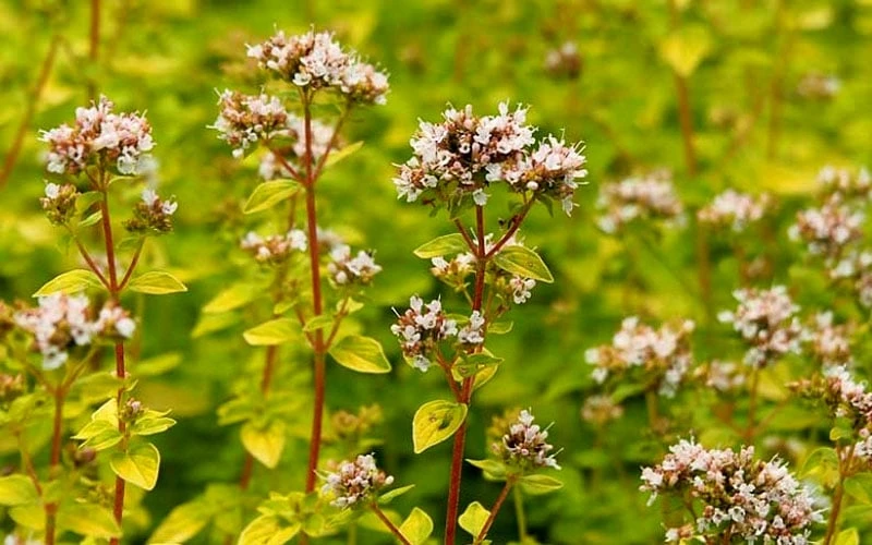 Golden Oregano - 5 Pack Of Pint Pots 6 Golden Oregano - 5 Pack Of Pint Pots - Image 6