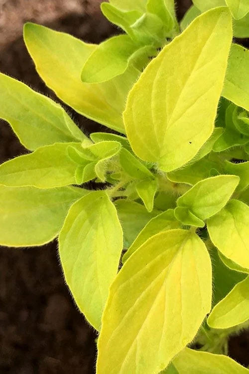 Golden Oregano - 5 Pack Of Pint Pots 5 Golden Oregano - 5 Pack Of Pint Pots - Image 5