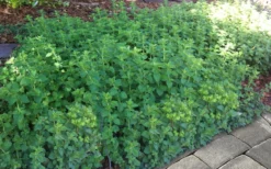 Hot & Spicy Oregano - 6 Pack Of Pint Pots -Herbers Zone oreganum hot and spicy oregano 6