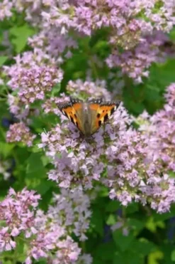 Hot & Spicy Oregano - 6 Pack Of Pint Pots -Herbers Zone oreganum hot and spicy oregano 7