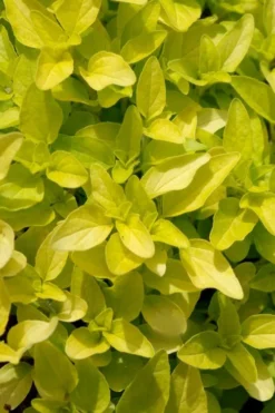 Golden Oregano - 6 Pack Of Pint Pots -Herbers Zone origanum vulgare aurea golden oregano 10