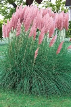 Pink Pampas Grass - 1 Gallon Pot -Herbers Zone pampas grass pink 5
