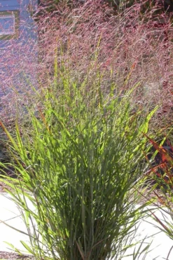 Tall Switch Grass (Panicum Virgatum) - 8 Pack Of 1 Gallon Pots -Herbers Zone panicum virgatum switch grass 2 1