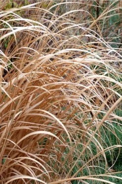 Tall Switch Grass (Panicum Virgatum) - 6 Pack Of 1 Gallon Pots -Herbers Zone panicum virgatum switch grass 3 2