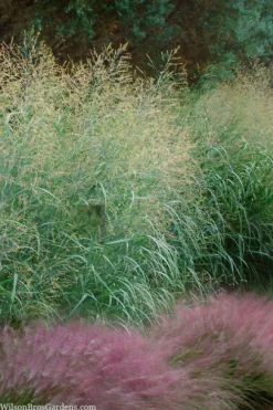 Tall Switch Grass (Panicum Virgatum) - 6 Pack Of 1 Gallon Pots