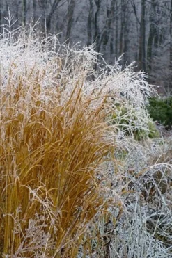 Tall Switch Grass (Panicum Virgatum) - 1 Gallon Pot -Herbers Zone panicum virgatum switch grass 6