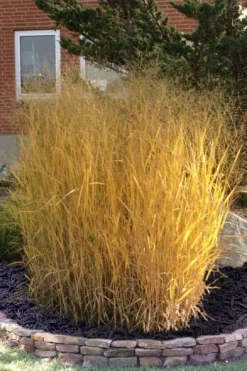 Tall Switch Grass (Panicum Virgatum) - 1 Gallon Pot -Herbers Zone panicum virgatum tall switch grass 10