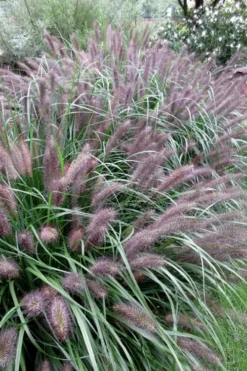 Black Fountain Grass (Pennisetum Alopecuroides 'Moudry') - 1 Gallon Pot