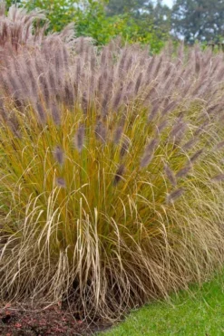 Black Fountain Grass (Pennisetum Alopecuroides 'Moudry') - 1 Gallon Pot -Herbers Zone pennisetum alopecuroides moudry black fountain grass 11