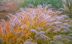 Black Fountain Grass (Pennisetum Alopecuroides 'Moudry') - 1 Gallon Pot -Herbers Zone pennisetum alopecuroides moudry black fountain grass 12