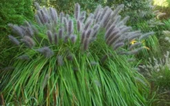 Black Fountain Grass (Pennisetum Alopecuroides 'Moudry') - 1 Gallon Pot -Herbers Zone pennisetum alopecuroides moudry black fountain grass 13