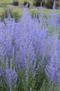 Blue Jean Baby Russian Sage (Perovskia) - 1 Gallon Pot -Herbers Zone perovskia atriplicifolia blue jean baby russian sage 1
