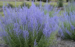 Blue Jean Baby Russian Sage (Perovskia) - 1 Gallon Pot -Herbers Zone perovskia atriplicifolia blue jean baby russian sage 3