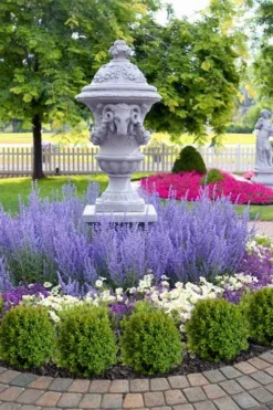 Blue Jean Baby Russian Sage (Perovskia) - 1 Gallon Pot -Herbers Zone perovskia atriplicifolia denim n lace russian sage 14 1