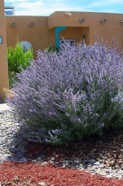 Russian Sage (Perovskia Atriplicifolia) - 1 Gallon Pot -Herbers Zone perovskia atriplicifolia russian sage 1