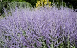 Russian Sage (Perovskia Atriplicifolia) - 1 Gallon Pot -Herbers Zone perovskia atriplicifolia russian sage 3