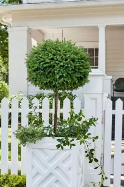 Little Gem Dwarf Norway Spruce Tree (Single Trunk) - 2 Gallon Pot 9 Little Gem Dwarf Norway Spruce Tree (Single Trunk) - 2 Gallon Pot -Herbers Zone picea abies little gem dwarf norway spruce tree 5