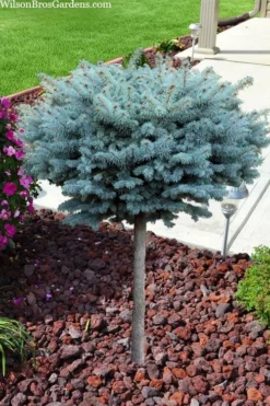 Dwarf Globe Blue Spruce Topiary Tree (Picea Pungens 'Globosa') - 5 Gallon Pot -Herbers Zone picea pungens glauca globosa dwarf globe colorado blue spruce topiary tree 2