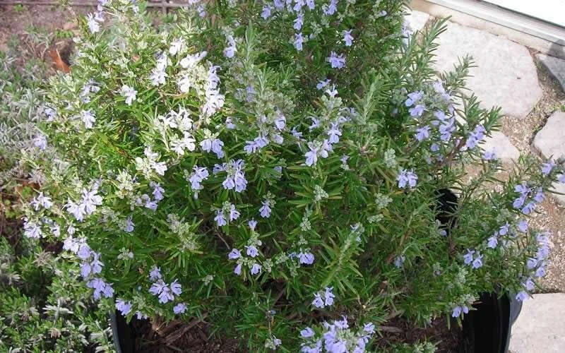 Tuscan Blue Rosemary - 5 Pack Of Quart Pots 5 Tuscan Blue Rosemary - 5 Pack Of Quart Pots - Image 5
